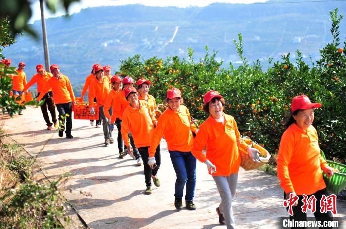 湖北星翔农产品专业合作社联合社社员采收宜昌蜜桔 张国荣 摄