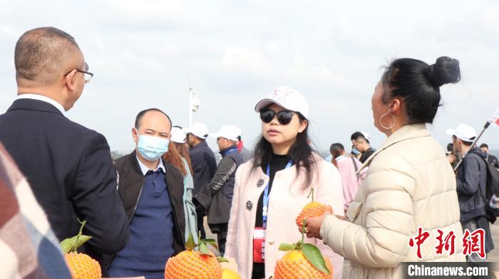 图为参访团了解重庆忠县柑橘产业发展情况。 何蓬磊 摄