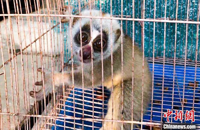 云南德宏：蜂猴夜闯民宅警民联手救助