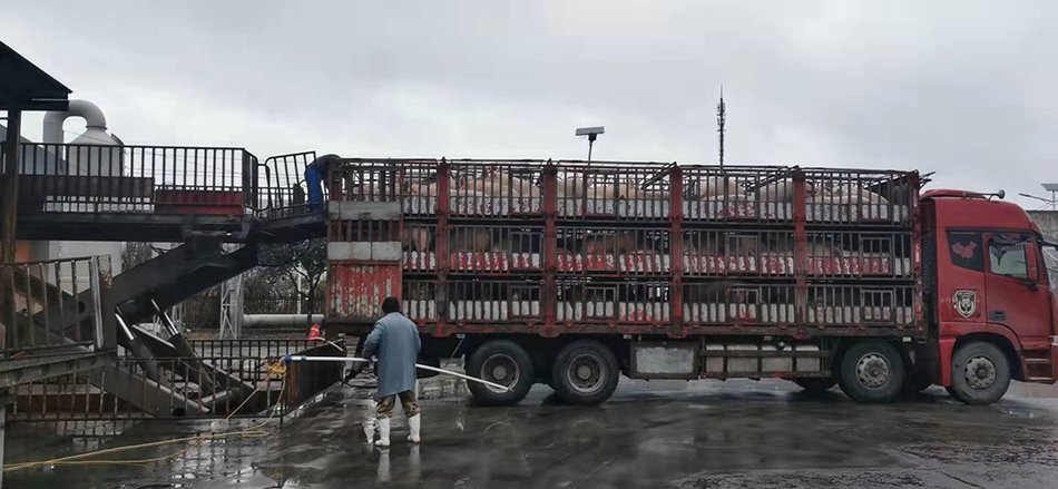 生猪进厂 本文图片均由上海梅林提供