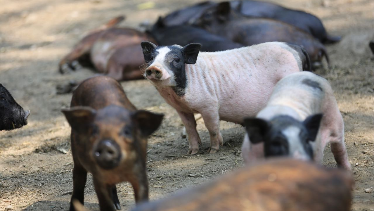 5ea997e323982925ab898568e3c7d432